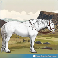 Horse Color:Bay Sabino 