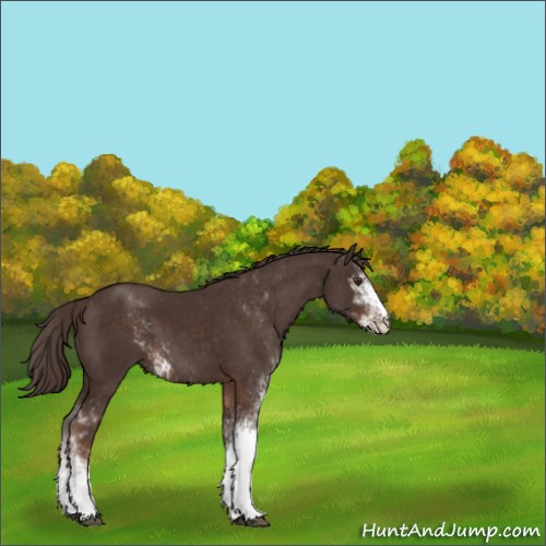 Horse Color:Liver Chestnut Sabino 