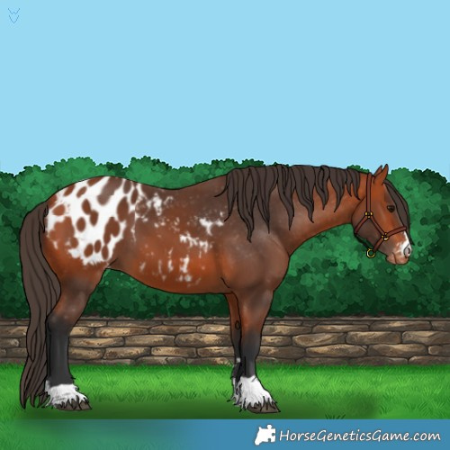 Horse Color:Bay Appaloosa 