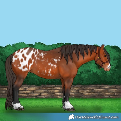 Horse Color:Bay Appaloosa 