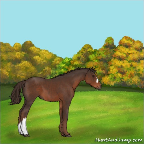 Horse Color:Liver Chestnut 