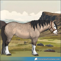 Horse Color:Brown Dun Splash 