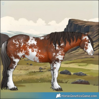 Horse Color:Brown Sabino 
