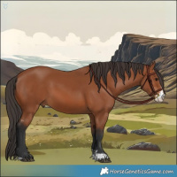 Horse Color:Bay Sabino 