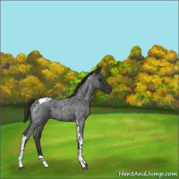 Horse Color:Blue Roan Tobiano 