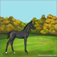 Horse Color:Blue Roan