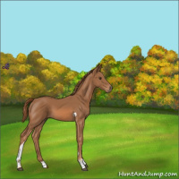 Horse Color:Chestnut Tobiano 