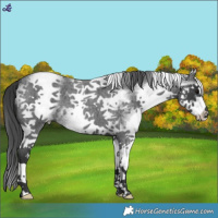 Horse Color:White Spotted Blue Roan 