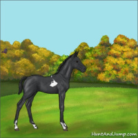 Horse Color:Blue Roan Tobiano 