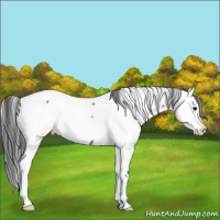 Horse Color:Black Appaloosa Rabicano 