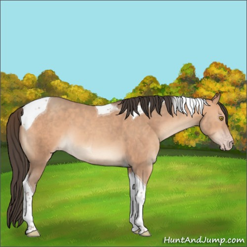 Horse Color:Amber Champagne Tobiano 