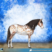 Horse Color:Bay Onyx Appaloosa 