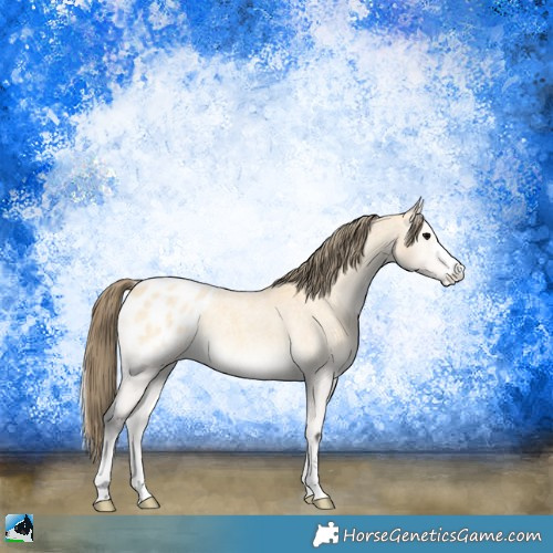Horse Color:Buckskin Roan Onyx Appaloosa 