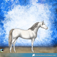 Horse Color:Buckskin Roan Onyx Blanket