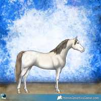 Horse Color:Buckskin Roan Onyx Appaloosa 
