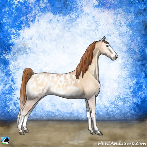 Horse Color:Red Dun Roan Onyx Splash Appaloosa 