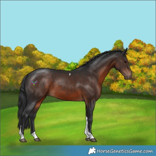 Horse Color:Brown Tobiano 