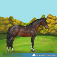 Horse Color:Brown Tobiano