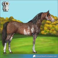 Horse Color:Bay Tobiano Rabicano  and White Spotted Bay Rabicano 