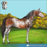 Horse Color:Bay Tobiano Rabicano  and White Spotted Bay Rabicano 