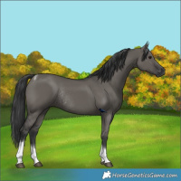Horse Color:Grullo Sabino Tobiano Rabicano 