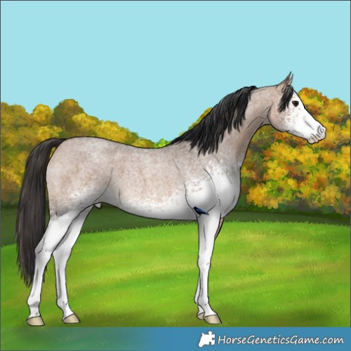 Horse Color:White Spotted Brown Roan Dun 