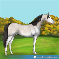 Horse Color:White Spotted Brown Roan Dun 