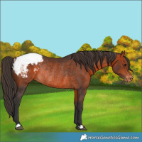 Horse Color:Bay Appaloosa Rabicano 