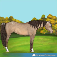 Horse Color:Gray Amber Champagne Dun Varnish 