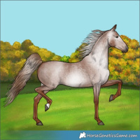 Horse Color:Gray Red Roan