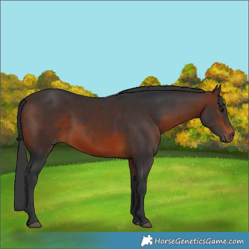 Horse Color:Brown 