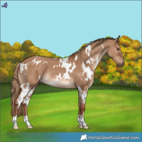 Horse Color:White Spotted Red Dun 