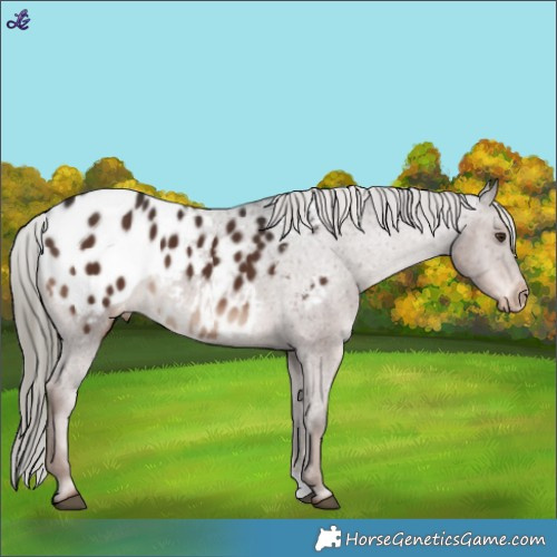Horse Color:Liver Chestnut Mushroom Appaloosa 