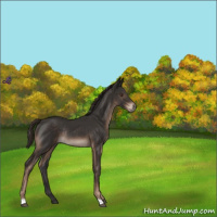 Horse Color:Liver Chestnut Rabicano 