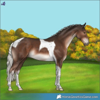 Horse Color:Liver Chestnut Mushroom Tobiano 