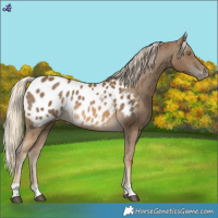 Horse Color:Chocolate Palomino Mushroom Appaloosa Rabicano 