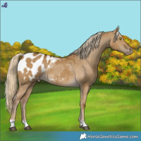 Horse Color:Chocolate Palomino Dun Mushroom Appaloosa Rabicano 