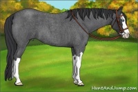 Horse Color:Blue Roan Splash 
