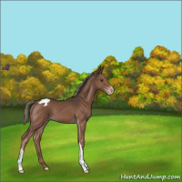 Horse Color:Liver Chestnut Mushroom Varnish
