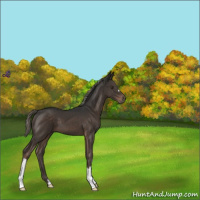 Horse Color:Liver Chestnut Mushroom 