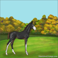 Horse Color:Liver Chestnut Sabino 