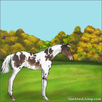 Horse Color:White Spotted Liver Chestnut Mushroom 