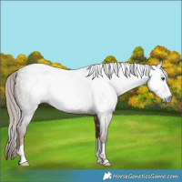 Horse Color:Gray Chestnut Appaloosa 