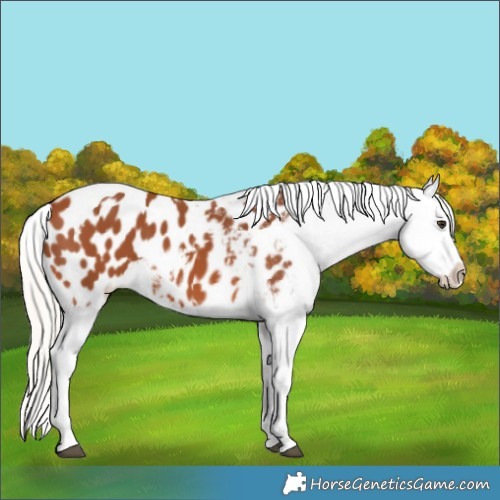 Horse Color:Silver Bay Tobiano Appaloosa 
