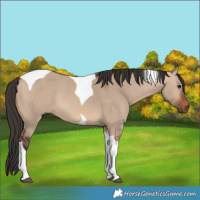 Horse Color:Bay Dun Tobiano