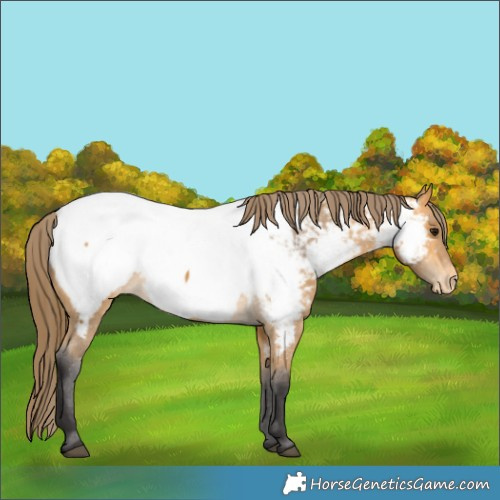Horse Color:Buckskin Appaloosa 