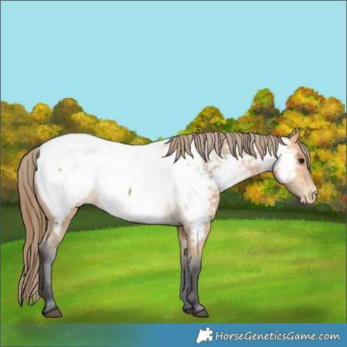 Horse Color:Buckskin Appaloosa 