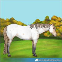 Horse Color:Buckskin Near Fewspot 