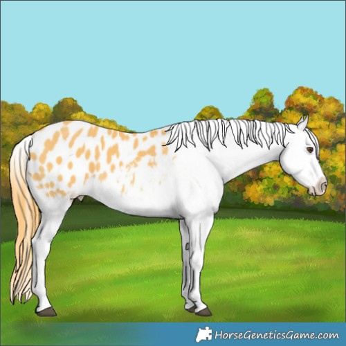 Horse Color:Buckskin Dun Appaloosa 