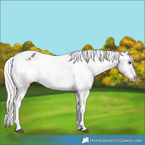 Horse Color:Silver Black Tobiano Appaloosa 